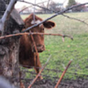 Meet your Posher, Robby